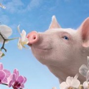 blossom