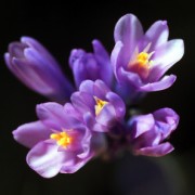 blondine_11775