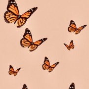 u.626ed39814c37