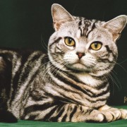 gattina