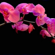 orchid18