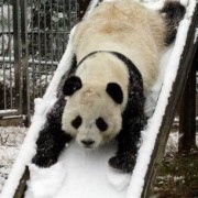 panducis