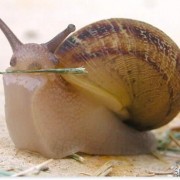 pieneniitte