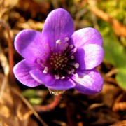 saulaina_26159