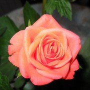 andy_26736