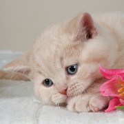 mincuks_29016