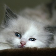 tabby_cat