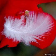 puka_