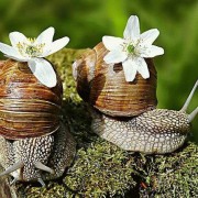 _grietina_