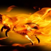 foxlady