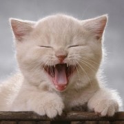 chaton