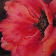 mohn