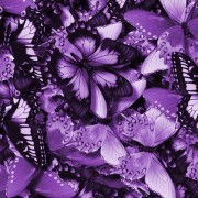 violetfragrance