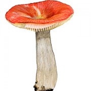 berzlape