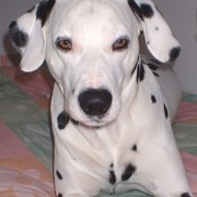 dalmacietis