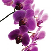 kariinal