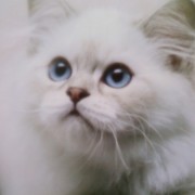 lailuks_21