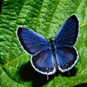elisa9