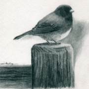 little_bird