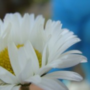 ciplanetiete