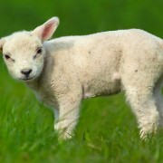 white_sheep