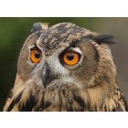 bubobubo