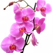 FlowerY