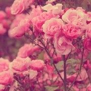 user66105