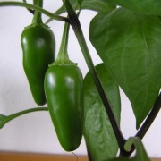 Jalapeno