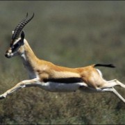 gazelle