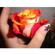 C_idille