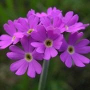 Primula