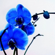 BlueOrchid