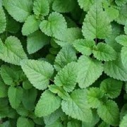 Citronmetra