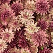 astrantia