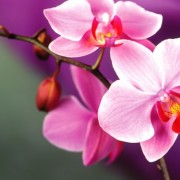 orchid123